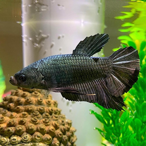 Meet your Posher, Nila - Picture 7 of 8